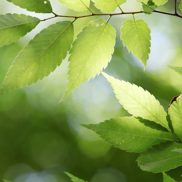 Gesprächstherapie Blatt Gesprächstherapie