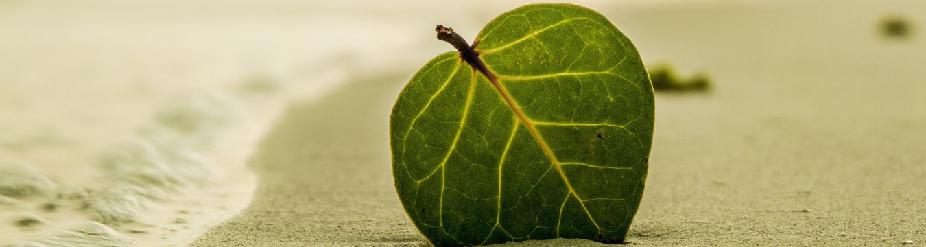 Seitenheader_Psychotherapie Blatt